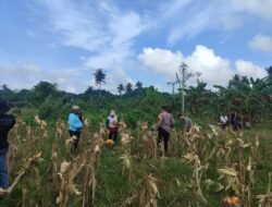 Panen Raya Jagung di Tani Aman, Bukti Komitmen Polsek Samarinda Seberang Perkuat Kemandirian Pangan